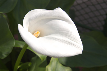 Close-up of a white flower of a calla lily (Zantedeschia aethiopica)