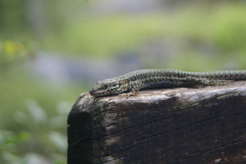 lézard