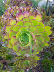Jovibarba green succulent in a garden. © A. Emson