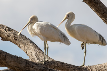 Yellow-billed Spoonbills perched on tree branch