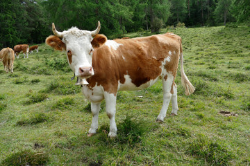Fototapeta na wymiar Swiss Cow