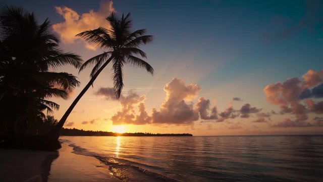 Palm tree and tropical island beach, sunrise shot in Punta Cana, Dominican Republic