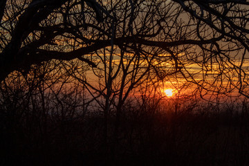 Sunset Behind The Tree Branches
