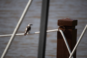 Fototapeta premium Lake Birds 