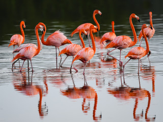 American flamingos with Reflections  Resting on the Lagoon