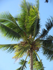 palm tree with blue sky in background
