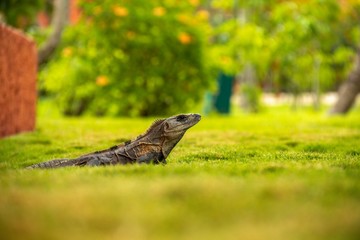 lizard on grass