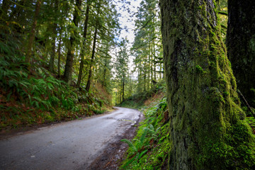 Winding road through old growth forest
