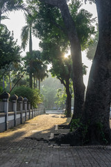 Hanoi early in the morning. Fresh air. Rays of the sun through the leaves of trees. There are no people on hanoi street