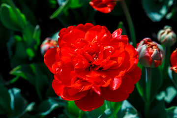 Field of red tulips with selective focus. Spring, floral background. Garden with flowers. Natural blooming.