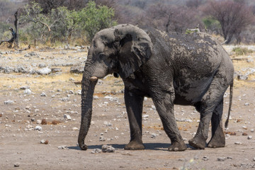 Obraz premium Éléphant du parc Etosha, Namibie