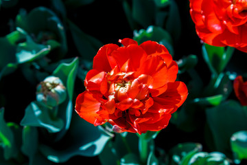 Field of red tulips with selective focus. Spring, floral background. Garden with flowers. Natural blooming.