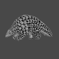 Simple design of illustration pangolin on grey background 