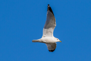seagull in flight