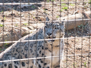 威嚇しているユキヒョウ