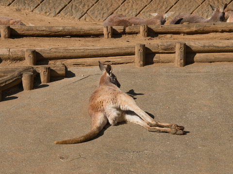 寝ているカンガルー の画像 393 件の Stock 写真 ベクターおよびビデオ Adobe Stock