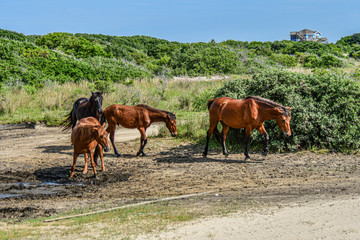 wild horses waterhole