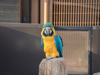 正面を向いたルリコンゴウインコ