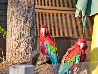 ベニコンゴウインコ