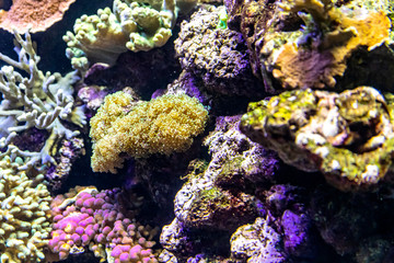 Fototapeta na wymiar Colorful coral reef with sea anemones, underwater life