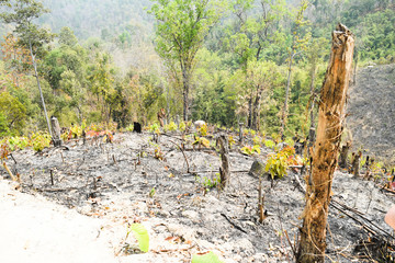 cut down trees in the jungle 
