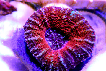  Scolymia Large Polyp Stony coral - Scolymia wellsii