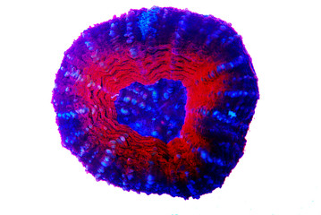  Scolymia Large Polyp Stony coral - Scolymia wellsii