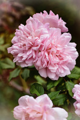 pink flowers in a garden
