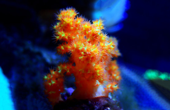 Orange soft Scleronephtya coral. - Dendronephtya sp.