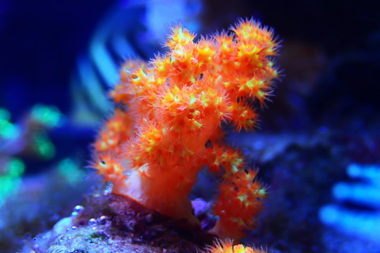 Orange soft Scleronephtya coral. - Dendronephtya sp.
