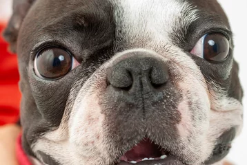 Foto auf Acrylglas Französische Bulldogge Nase der französischen Bulldogge