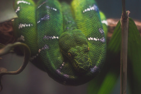 green snake 
