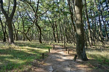 虹の松原の遊歩道の情景＠佐賀