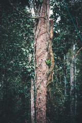 Fototapeta premium Borneo 