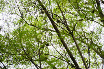 ramas de arboles verdes