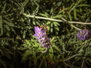 Abejas y flores de lavanda, Bees and lavender flowers 023