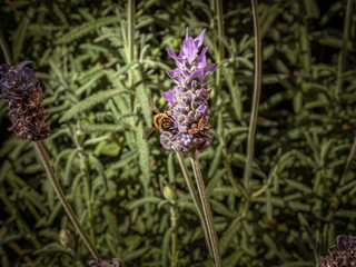 Abejas y flores de lavanda, Bees and lavender flowers 022