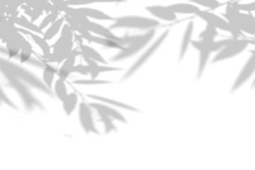 The shadow of the plant on the white wall. Black and white summer background for photo overlay or mockup