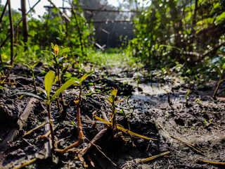 Natural macro shot in the summer season