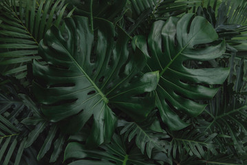 Monstera green leaves or Monstera Deliciosa in dark tones, background or green leafy tropical pine forest patterns for creative design elements. Philodendron monstera textures © eakarat
