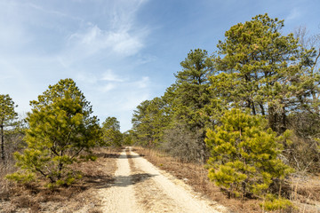 Sand road through the pine barrens, NJ
