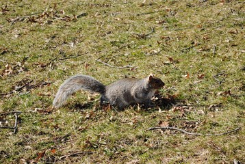 Grey squirrel foraging in the grass