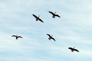 Canada geese/ Canada goose flock in flight. Heritage State Park, Fall RIver Massachusetts January 2020