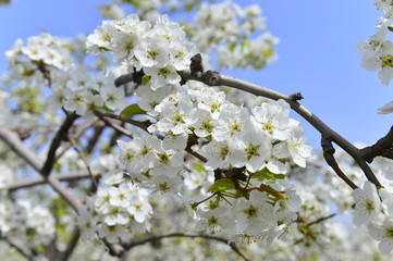 Pear flower in full bloom in spring
