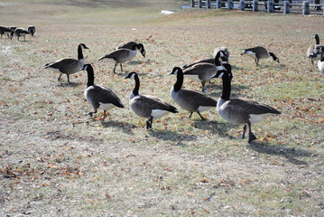 Flocks of Canada geese at Heritage State Park in Fall River, Massachusetts January 2020