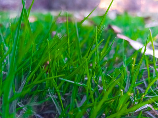 Green grass in the garden