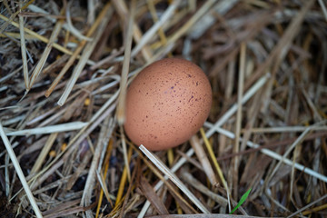 egg