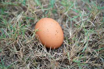 egg