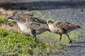 Nene geese at Kanaha Pond