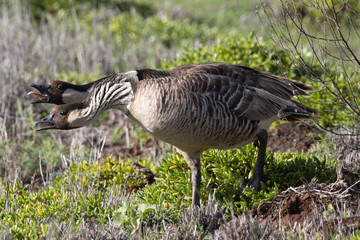 Nene geese at Kanaha Pond